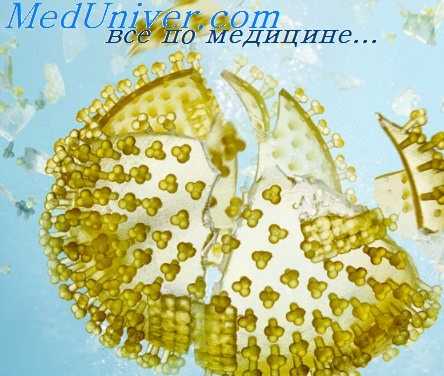 фамцикловир