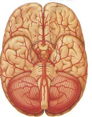 Где находится виллизиев круг