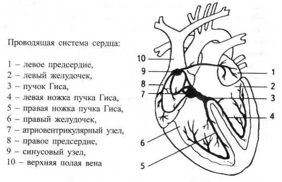 Проводящая система сердца