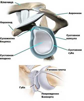 Строение плечевого сустава. Повреждение Банкарта