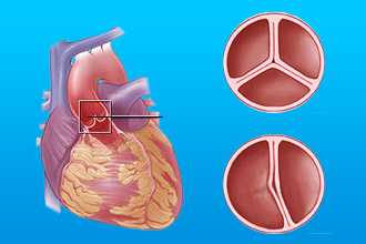 Строение митрального клапана
