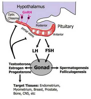 Синтез тестостерона