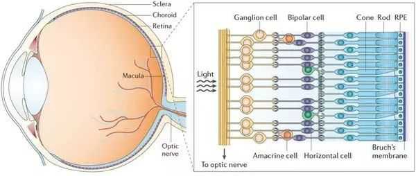Слои сетчатки глаза и их строение
