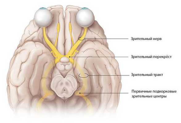Зрительный путь