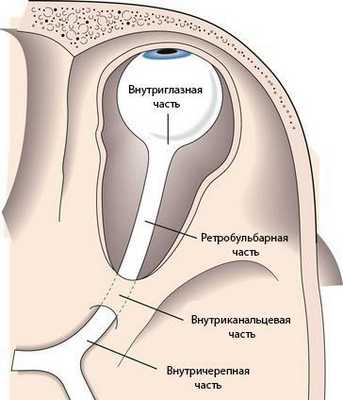 Участки зрительного нерва