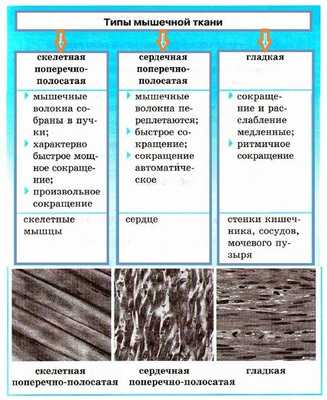 типы мышечной ткани