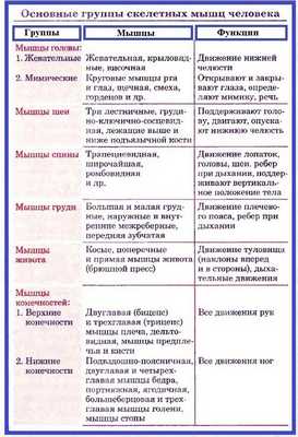 скелетные мышцы