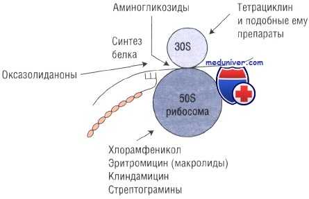 выбор антибиотика