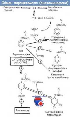 Обмен парацетамола (ацетаминофена)