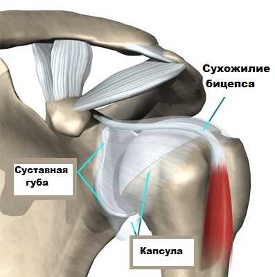 Анатомия бицепс