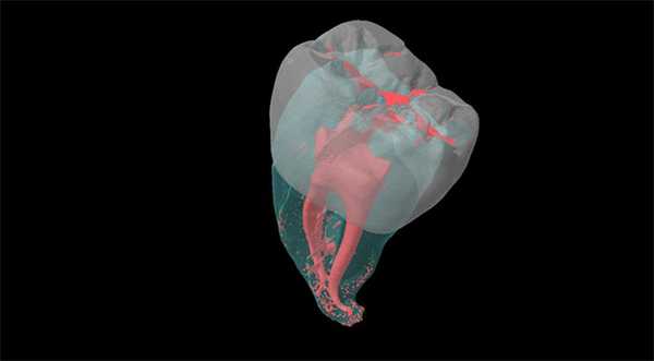 Зуб («Популярная механика» №3, 2018)