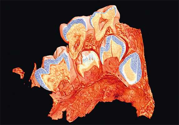 Развитие зубов («Популярная механика» №3, 2018)