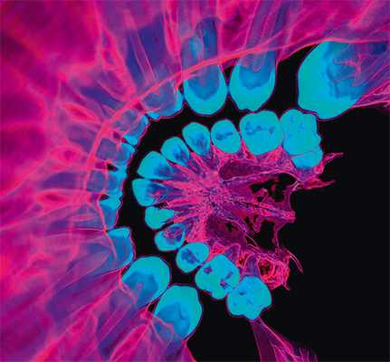 Челюсть («Популярная механика» №3, 2018)