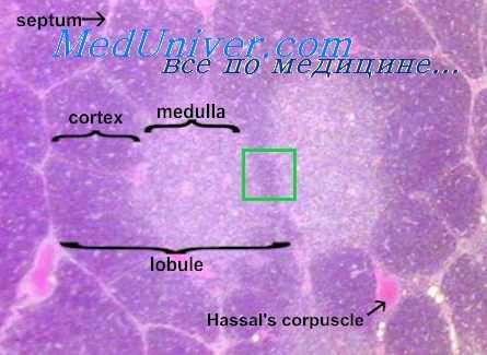 атрофия тимуса