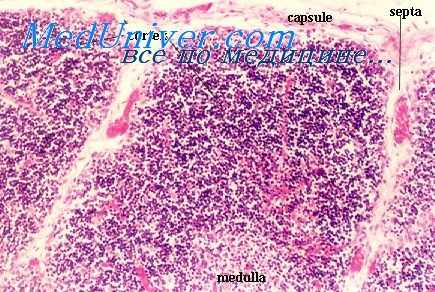 инволюция тимуса