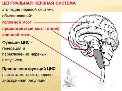 Строение ЦНС