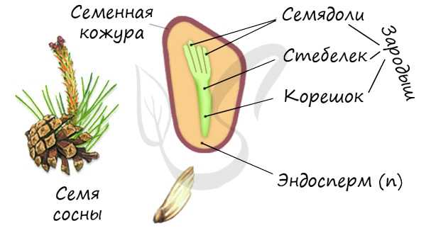 Семя голосеменных