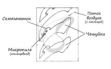 Микропиле в женской шишке