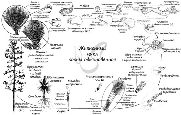 Жизненный цикл голосеменных