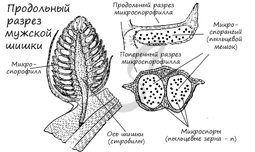 Строение мужской шишки