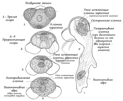 Мужской гаметофит голосеменных