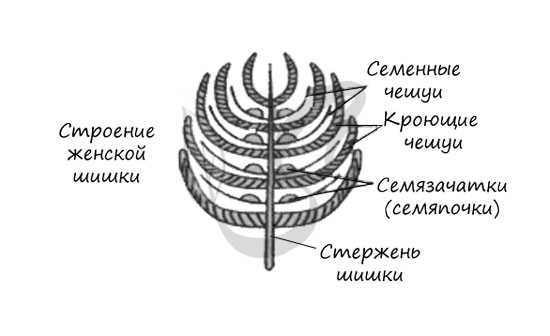 Строение женской шишки