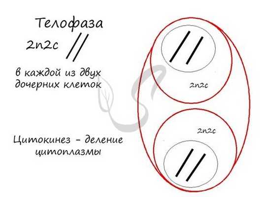 Телофаза митоза