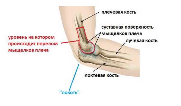 локтевой сустав анатомия