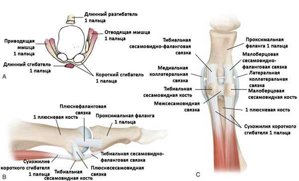 Анатомия 1-го плюснефалангового сустава