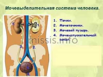 Строение мочевыделительной системы
