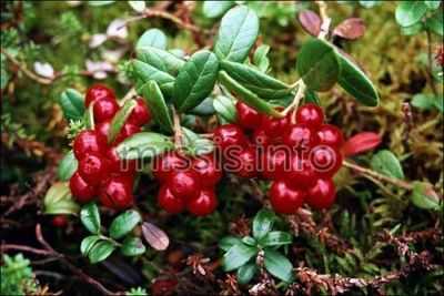 Удаление песка с почек народными методами