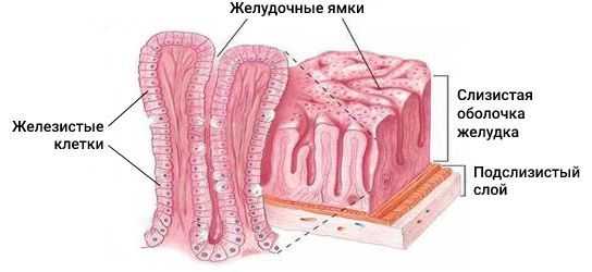 Железистые клетки слизистой желудка