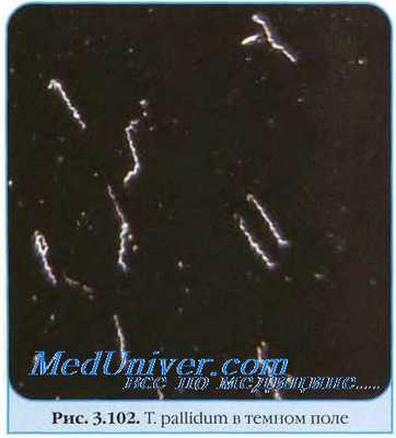 Признаки сифилиса. Клинические проявления сифилиса. Клиника сифилиса. Триада Хатчинсона