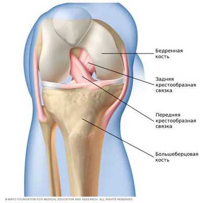 Передняя и задняя крестообразные связки [15] 