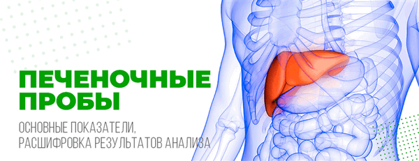 Печеночные пробы: основные показатели, расшифровка результатов анализа