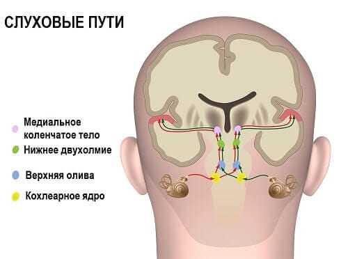 Схема узлов слухового анализатора