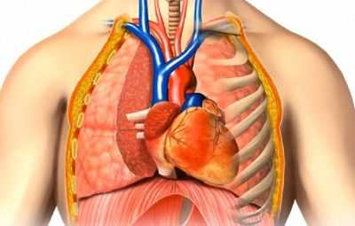 Расположение легких у людей