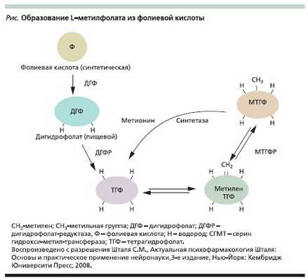 Образование L-метилфолата из фолиевой кислоты