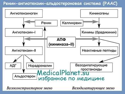 Ренин-ангиотензин-альдостероновая система