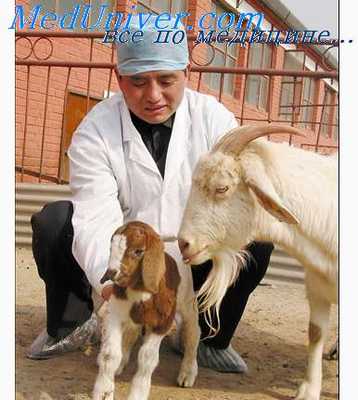 травматизм овец