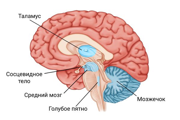 Отделы мозга, которые страдают при энцефалопатии Вернике
