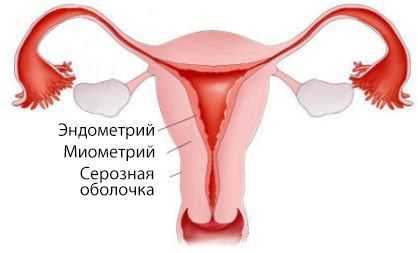 Слои матки