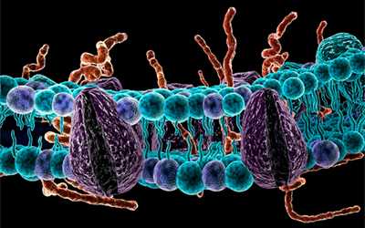 Холин в мембранах клеток - Веримед
