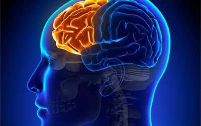 Префронтальная и фронтальная левая кора - Веримед