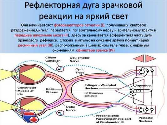 строение рефлекторной дуги