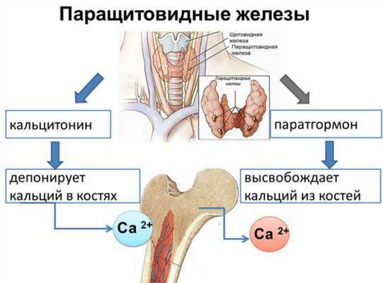 Паращитовидные железы