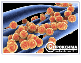 Золотистый стафилококк