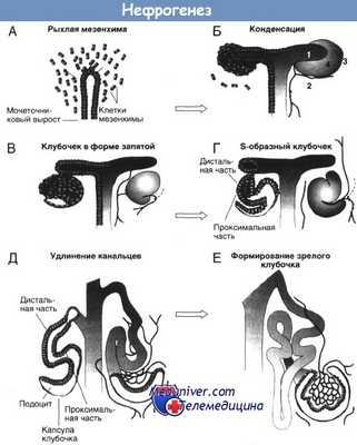 Нефрогенез