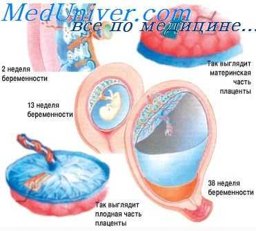 проницаемость плаценты