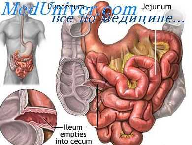 пальпация тонкой кишки
